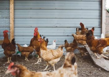 Influenza Aviária: INDEA alerta criadores de galinha caipira