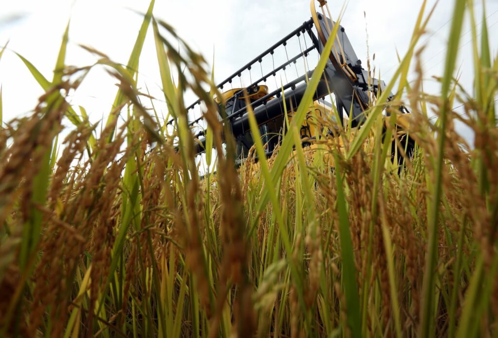 Exportações de arroz crescem mais de 20% no 1º semestre