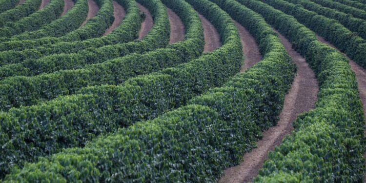 Produção de café em 54,74 milhões de sacas na safra 2023