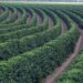 Produção de Café do Brasil ocupa 1,9 milhão de hectares em 2023