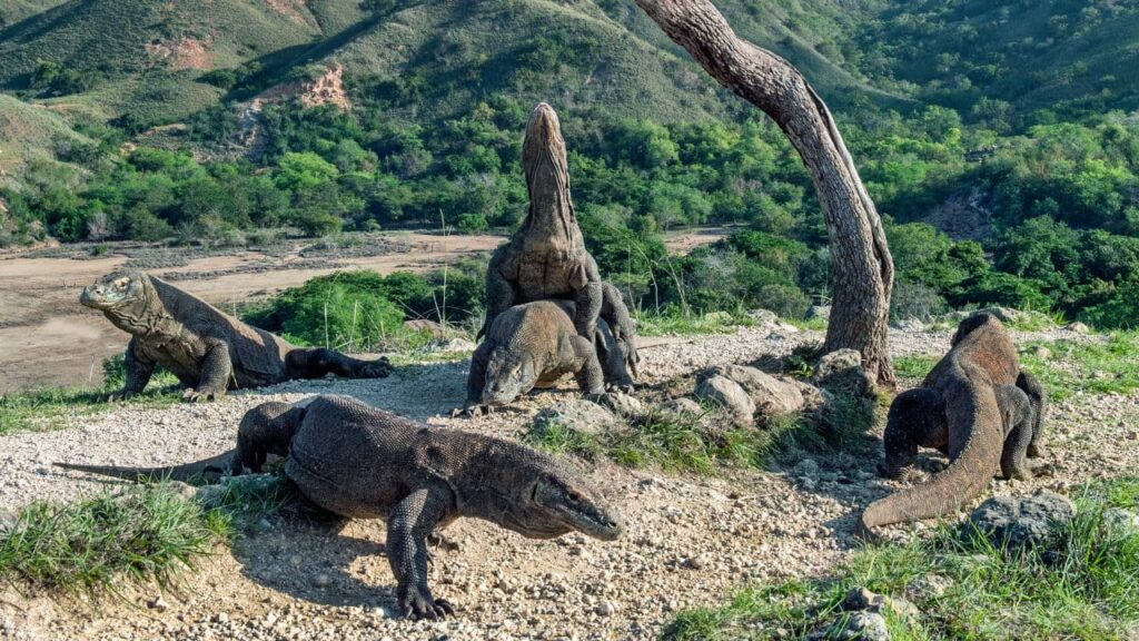 Vídeo inédito mostra Dragão de Komodo atacando Javali