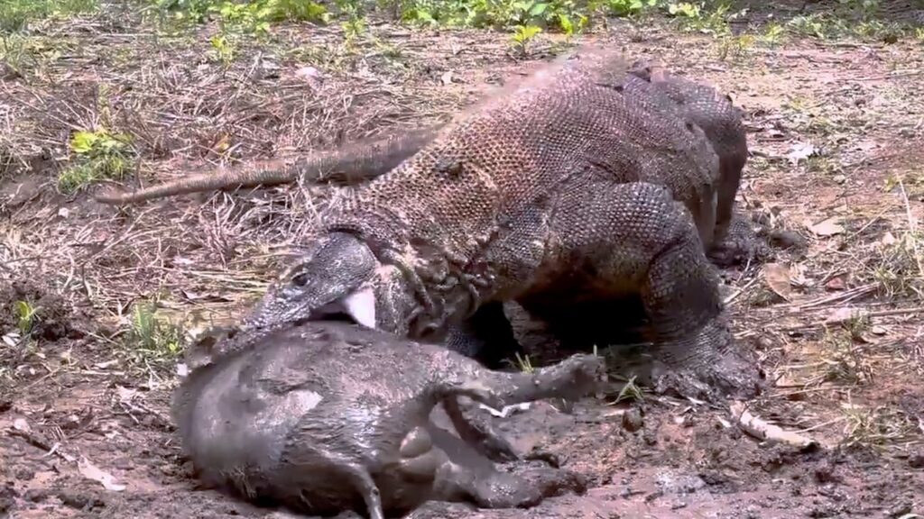 Vídeo inédito mostra Dragão de Komodo atacando Javali