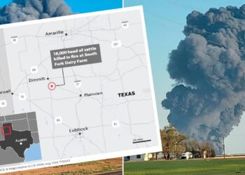 Fatalidade! Explosão mata cerca de 18 mil vacas em fazenda de laticínios no Texas