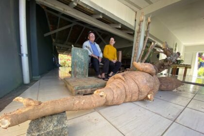 Eita! Casal colhe mandioca gigante de 112kg em SC