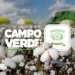 Algodão: Qualidade e resistência da fibra, tornam Campo Verde polo têxtil brasileiro