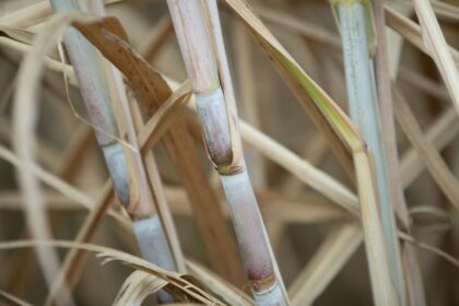 Agro em Dados destaca aumento da produção de cana em Goiás