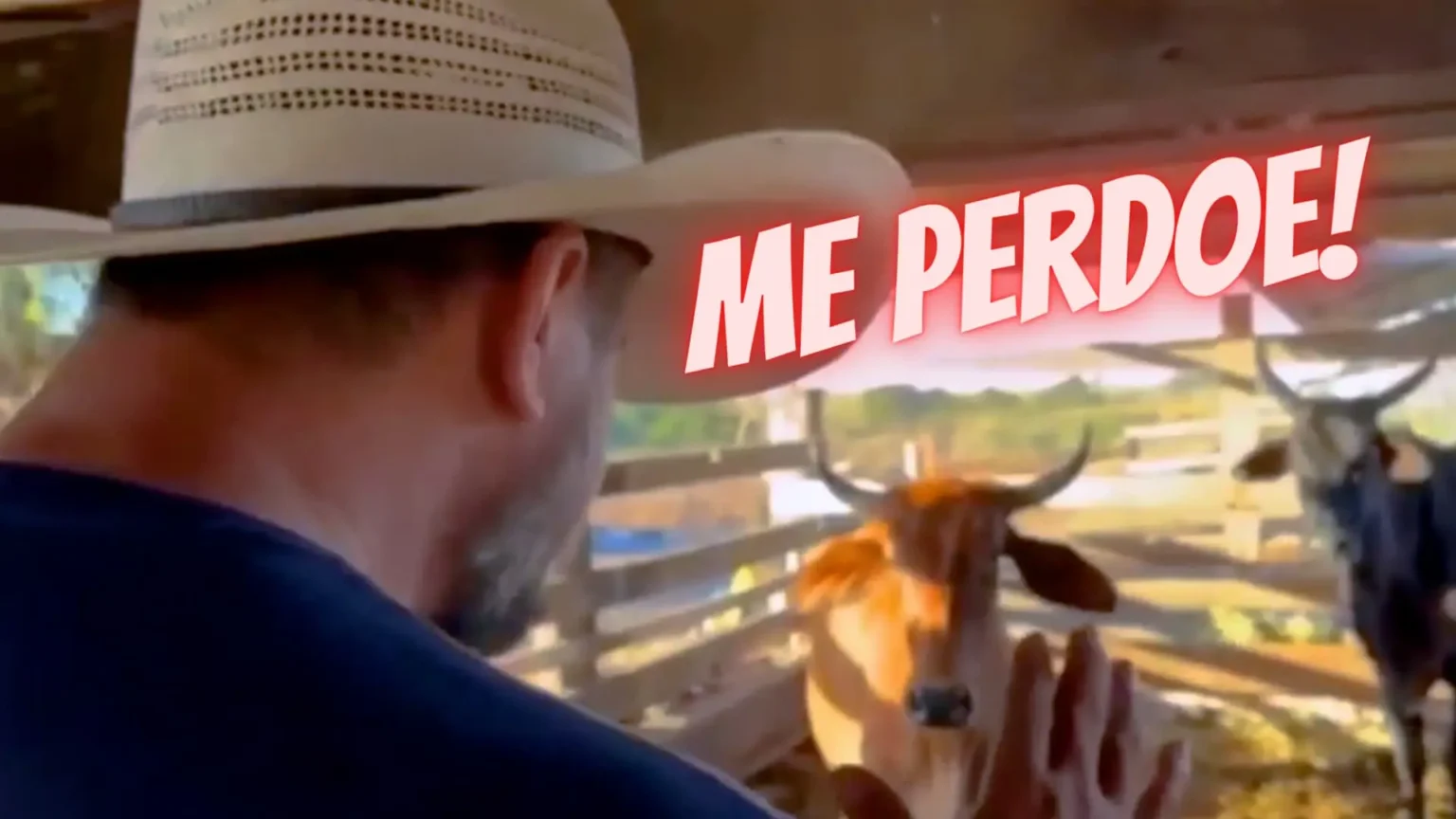 Deputado de MT pede desculpas às vacas por compará-las a mulheres feministas