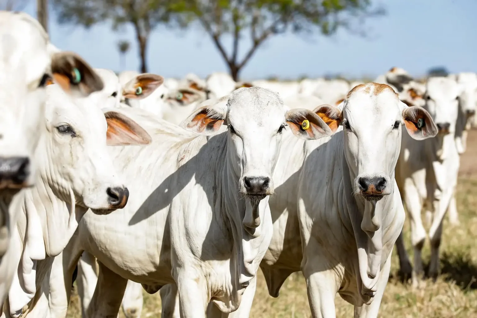 O que é Vergalhão de Boi? Um Guia Completo para o Pecuarista e o Curioso