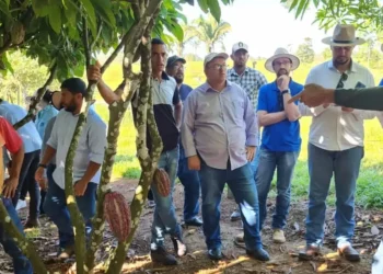 Mato Grosso aposta na produção de cacau na agricultura familiar