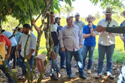 Mato Grosso aposta na produção de cacau na agricultura familiar