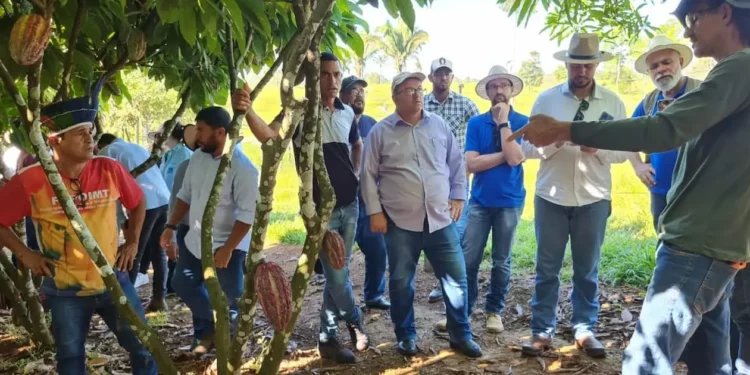 Mato Grosso aposta na produção de cacau na agricultura familiar