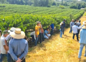 Agricultura Familiar: Comitiva de MT viaja até Rondônia para conhecer produção de café e leite