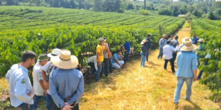 Agricultura Familiar: Comitiva de MT viaja até Rondônia para conhecer produção de café e leite