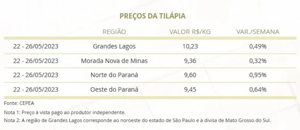 Preços da tilápia varia em diferentes regiões