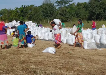 Indígenas colhem 82 toneladas de arroz em Alto Boa Vista, no Mato Grosso