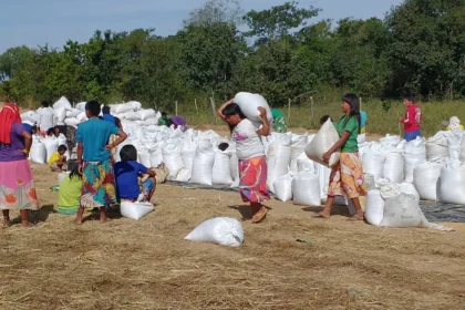 Indígenas colhem 82 toneladas de arroz em Alto Boa Vista, no Mato Grosso