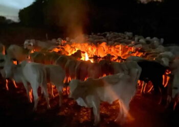 Tragédia climática: Frio intenso no Pantanal mata mais de MIL bovinos e prejuízo chega a R$ 3 milhões