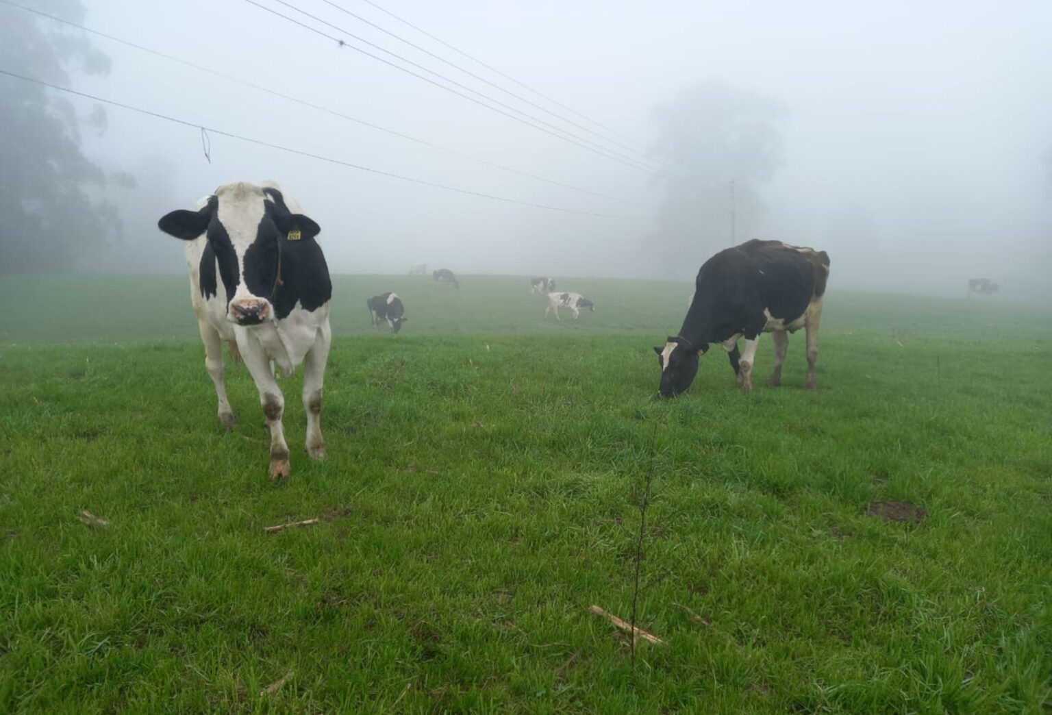 Gado Holandês necessita de cuidados no inverno para evitar morte