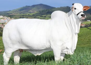 Vaca Nelore bate recorde mundial de preço, 1/3 foi vendido por R$ 6,99 milhões