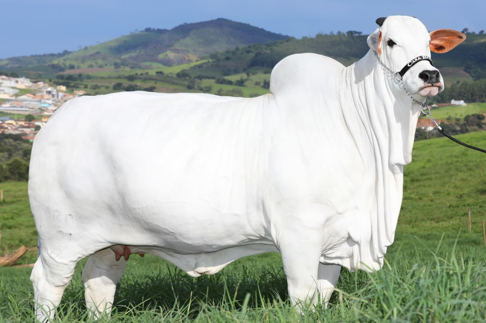Vaca Nelore bate recorde mundial de preço