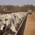 Confinamento Gado Nelore No Iz De Sertaozinho 1