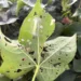 Fundação MT avalia danos e populações de lagartas em biotecnologias do algodão