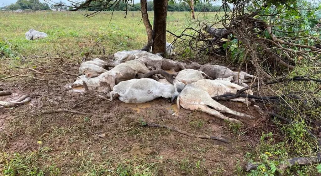Frio intenso no Pantanal mata mais de MIL bovinos e prejuízo chega a R$ 3 milhões
