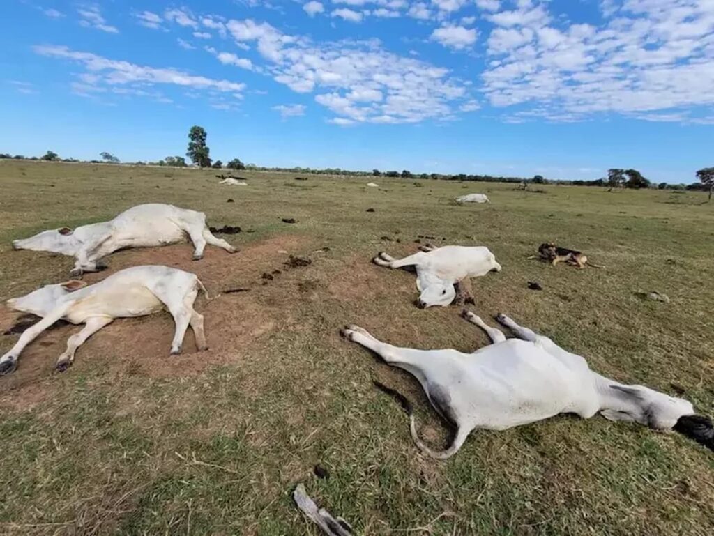 Frio intenso no Pantanal mata mais de MIL bovinos e prejuízo chega a R$ 3 milhões
