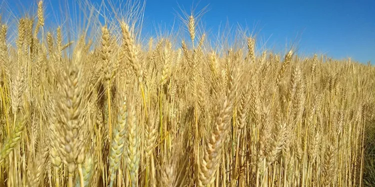 mercado do trigo