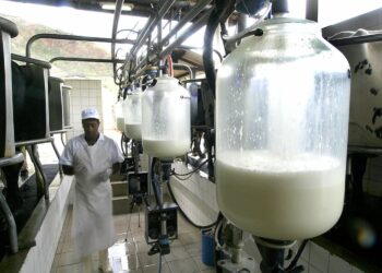 Inventário mede o impacto ambiental da pecuária de leite, confira!
