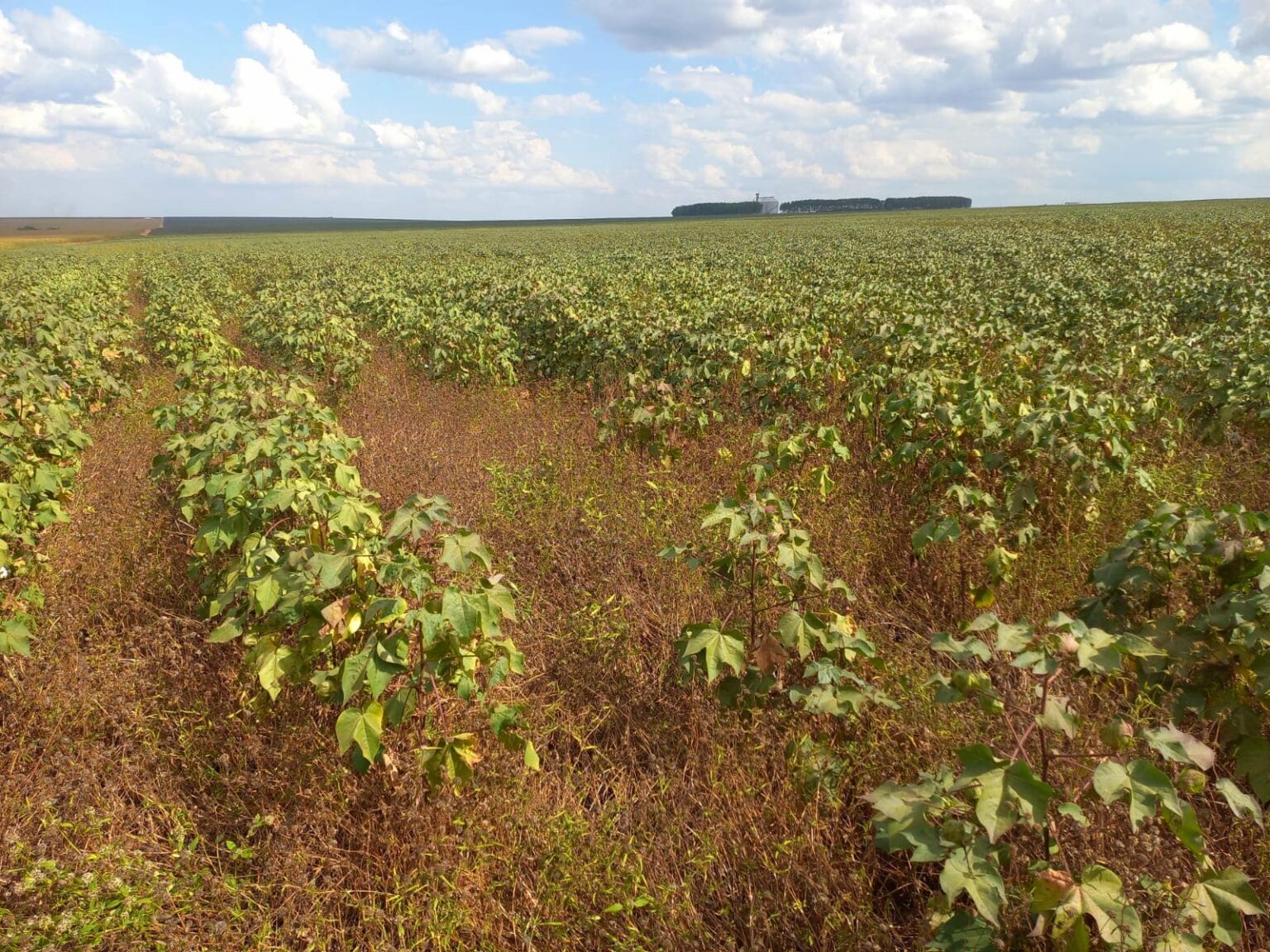 Manejo de plantas daninhas no algodão é difícil e requer atenção