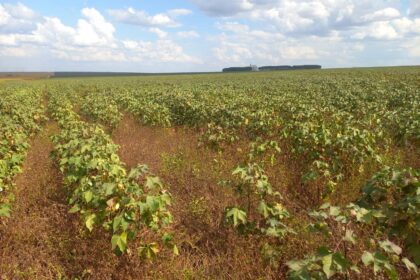 Manejo de plantas daninhas no algodão é difícil e requer atenção