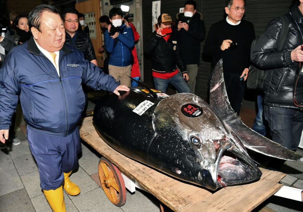 Atum Azul, o peixe mais caro do mundo chegou a custar cerca de R$ 14 milhões o quilo