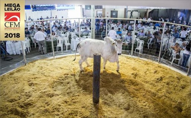Megaleilão Nelore CFM teve 100% dos touros vendidos! (2)