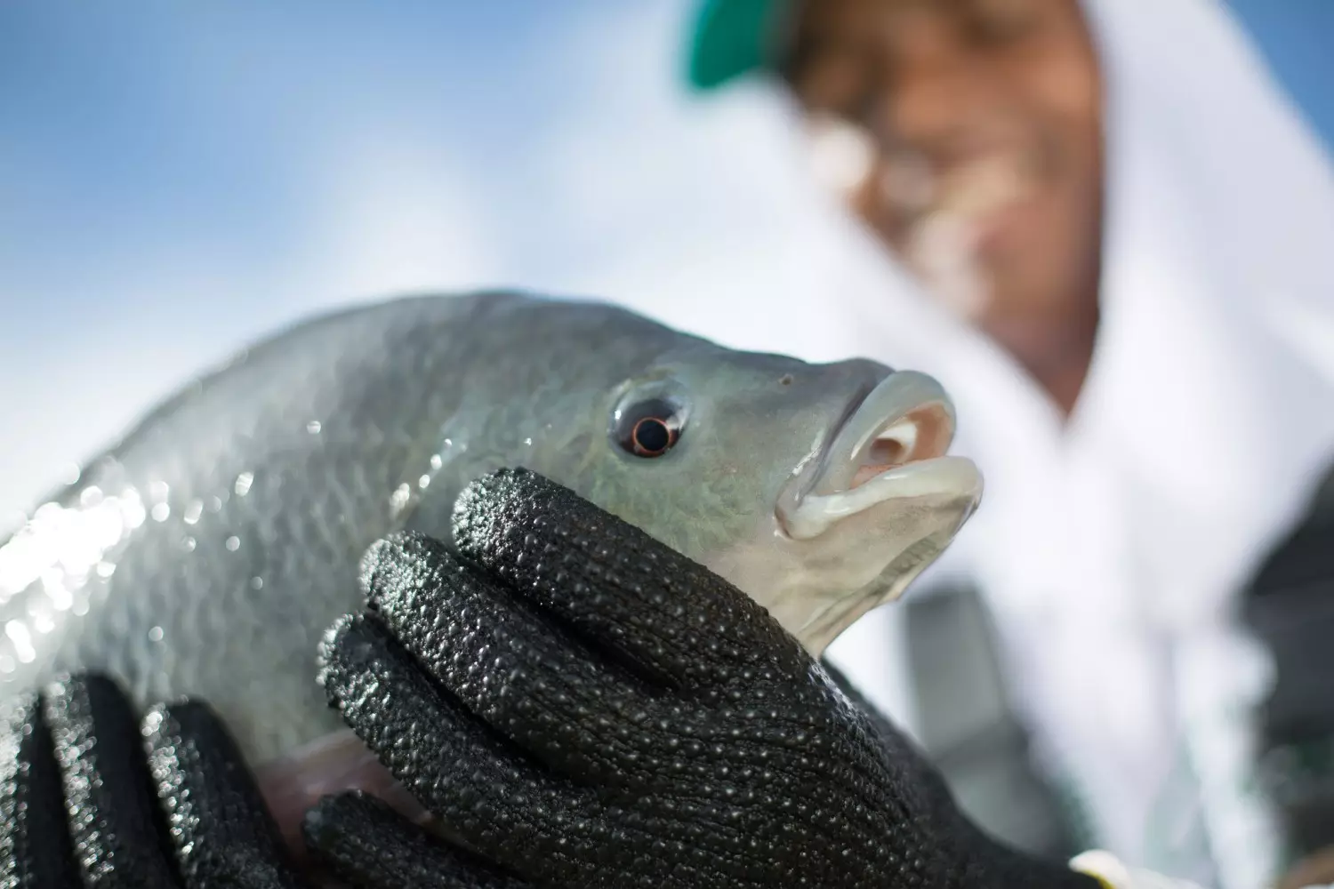 Mercado de Peixes: Recuperação de preços dos nativos e oscilações na tilápia