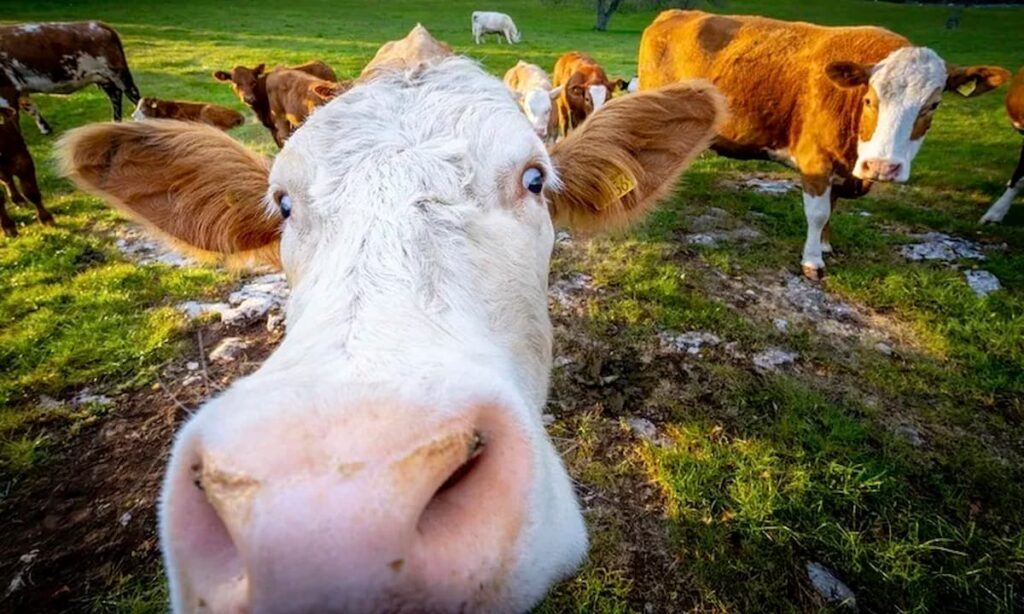 Fique atento! Primeira taxação sobre arrotos de vacas do mundo começa em 2025