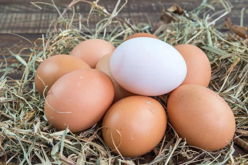 Preços dos ovos seguem distintos nas regiões goiás