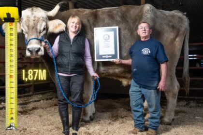 Bovino gigante ganha título de mais alto do mundo