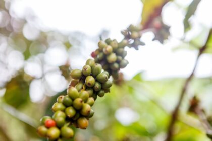 Colheita do café está chegando no fim, confira!