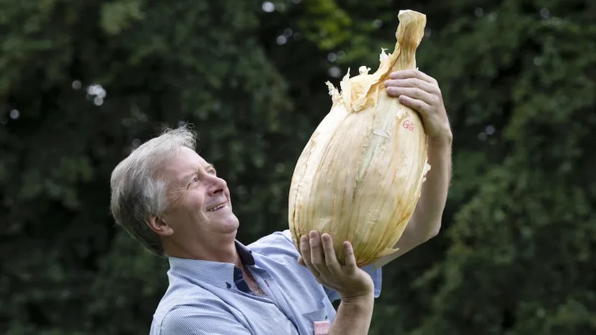 Com 9kg, Cebola Gigante pode entrar para o Guinness Book