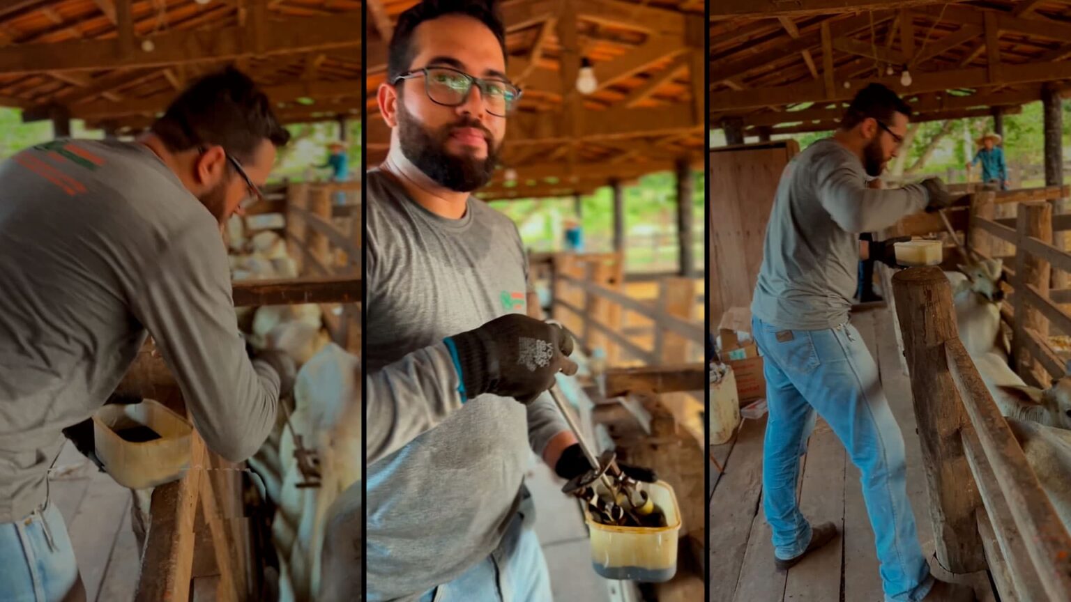 A importância da marcação de animais em leilões e na fazenda