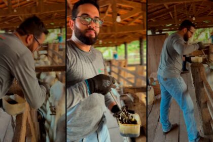 A importância da marcação de animais em leilões e na fazenda