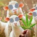 Bando de ovelhas devoram 100kg de cannabis, imagine o resultado