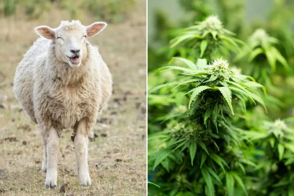 Ovelhas come 100kg de cannabis 2