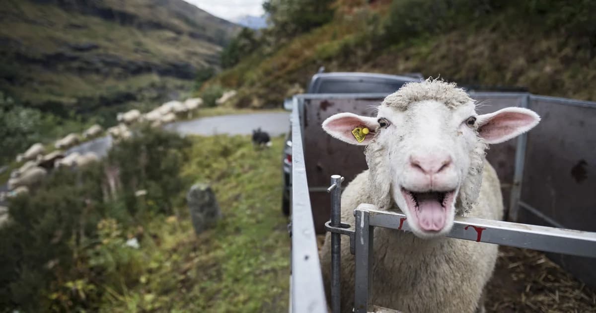 Bando de ovelhas devoram 100kg de cannabis, imagine o resultado