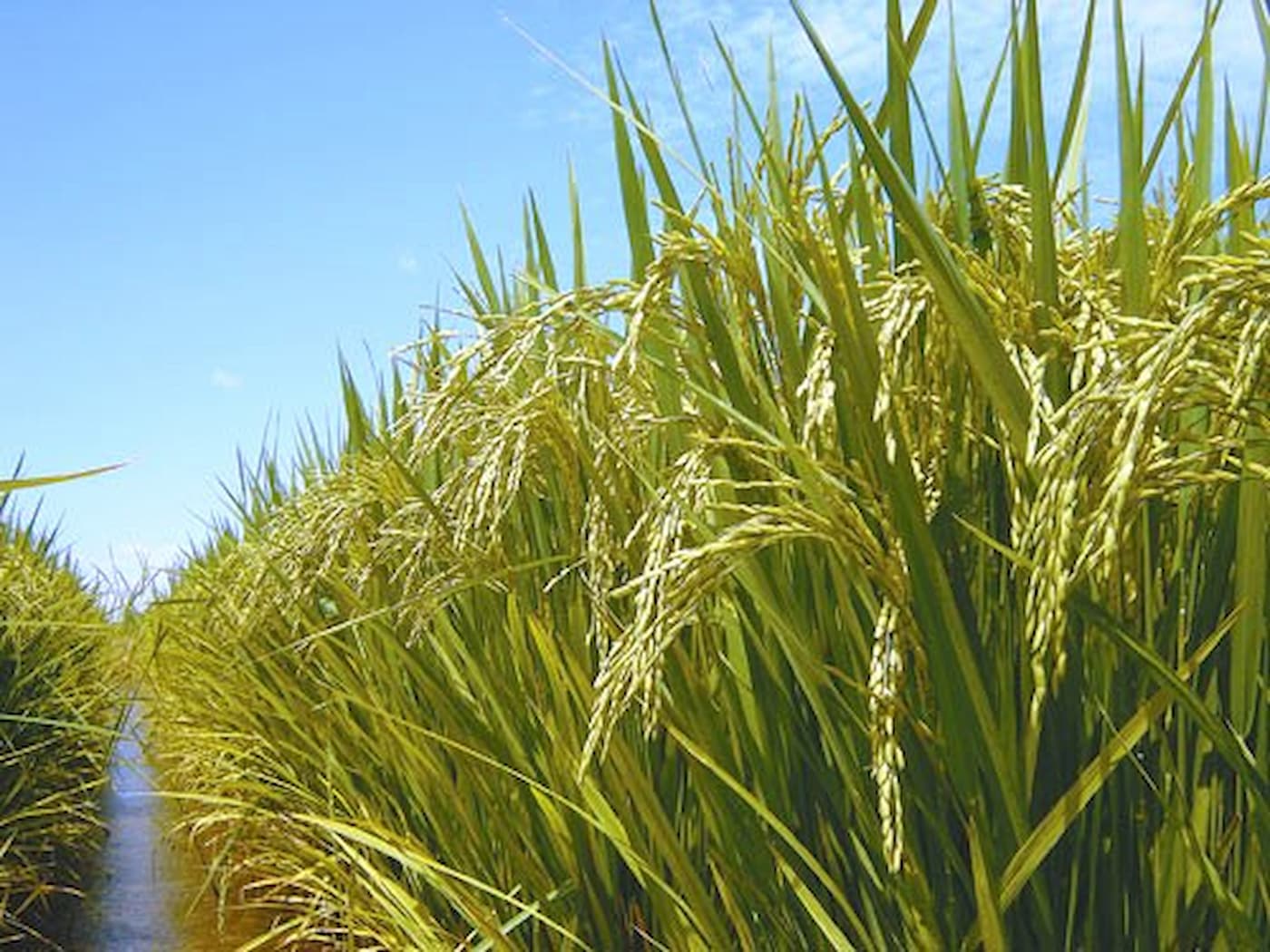 mercado do arroz