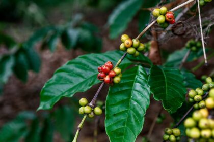 Café robusta bate recorde nas exportações