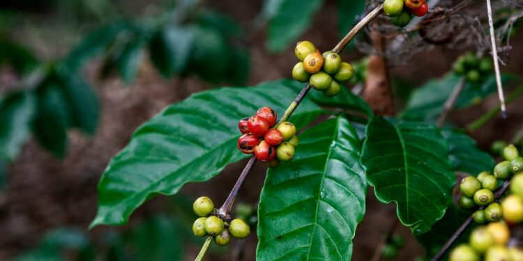 Café robusta bate recorde nas exportações