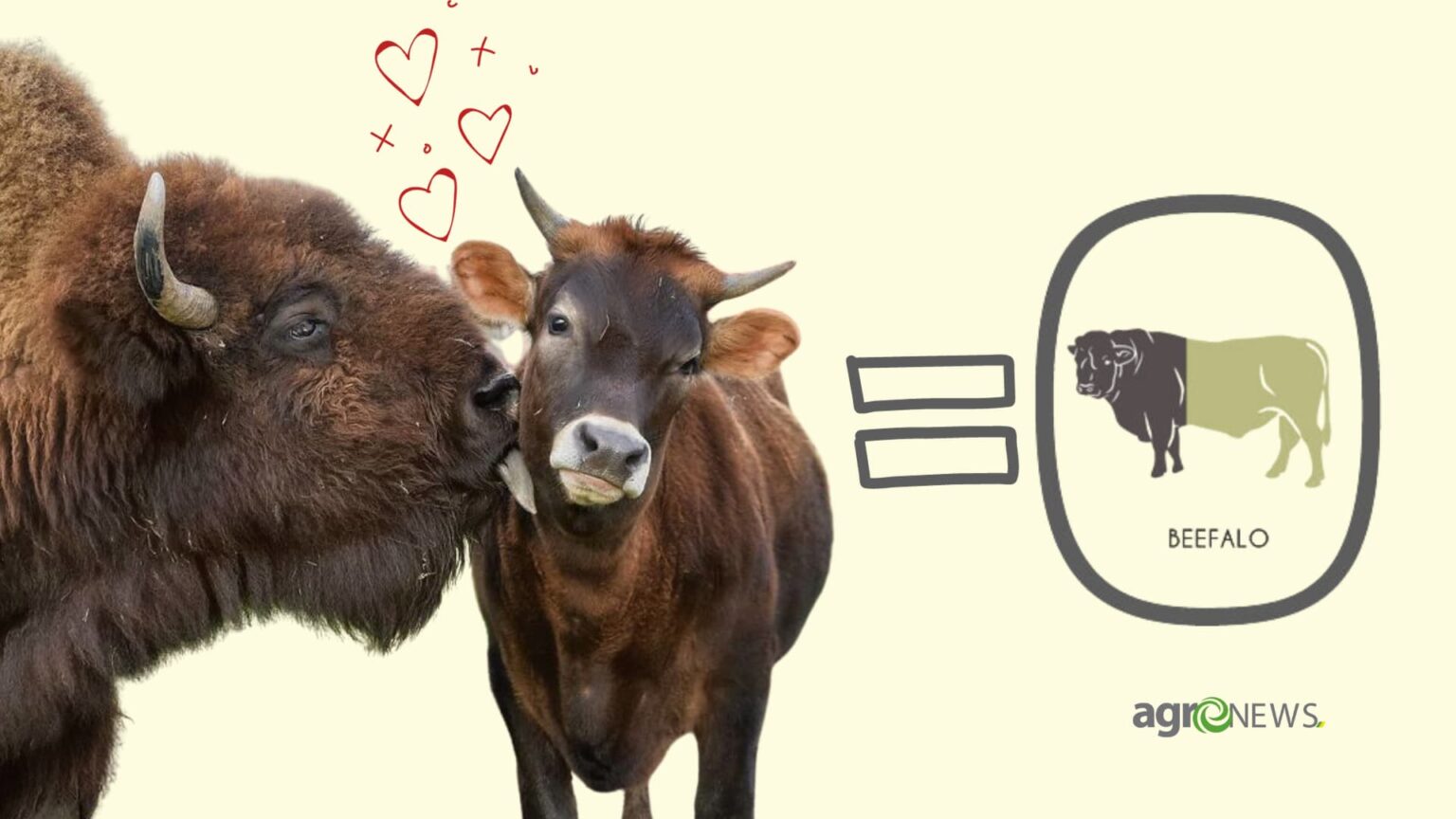 Conheça o Beefalo, resultado do cruzamento de vacas e bisões