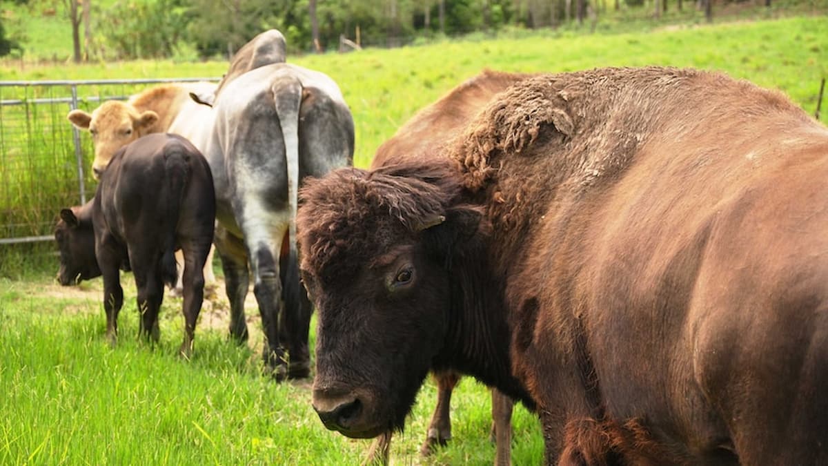 Conheça o Beefalo, resultado do cruzamento de vacas e bizões